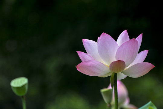 高清荷花