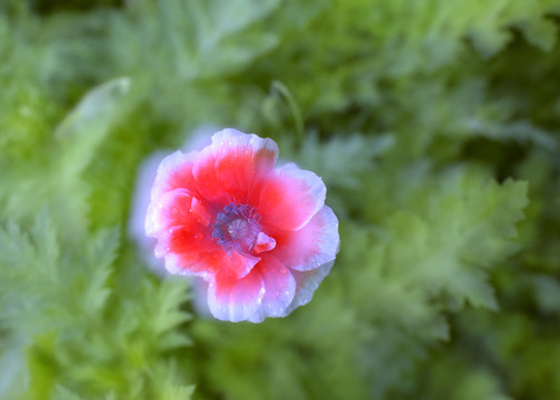 虞美人花