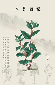 荊芥
