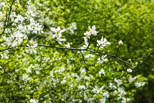 桔子花