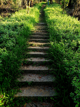 登山道