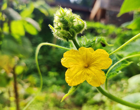 小黄花