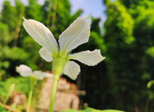 葫芦花