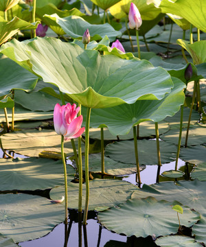 粮画小镇荷塘