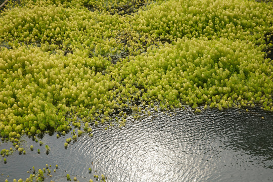 水草