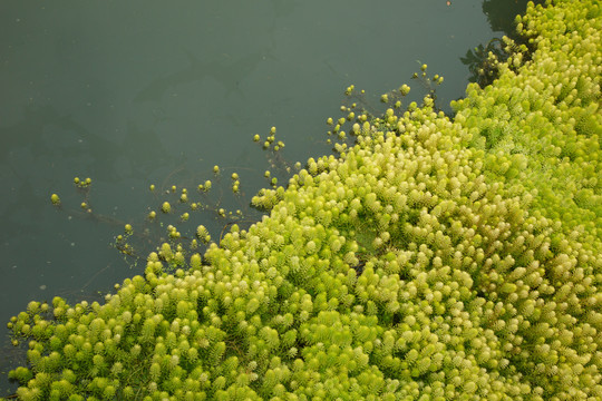 水草