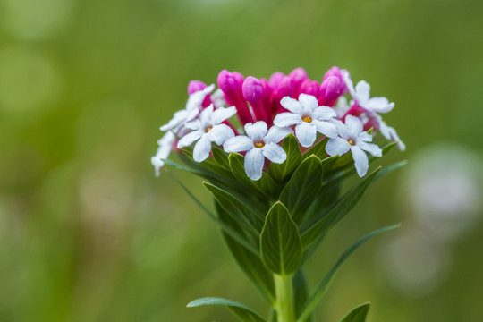 狼毒花