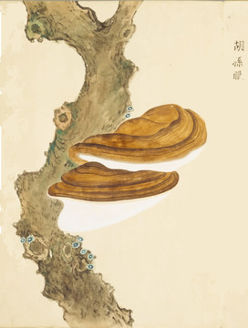 胡孫眼