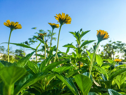 蟛蜞菊