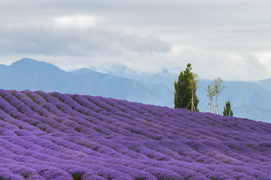 薰衣草