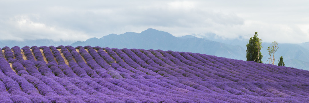 薰衣草