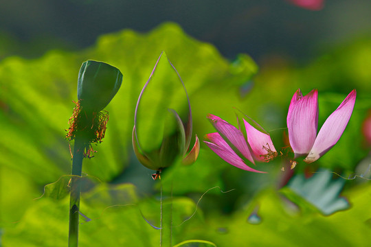 荷花