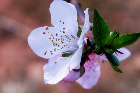 桃花