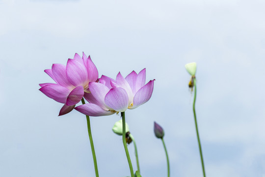 荷花特写