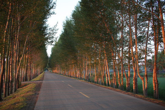 道路