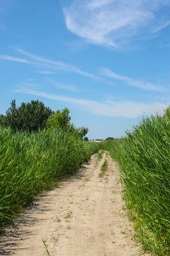 乡间小路