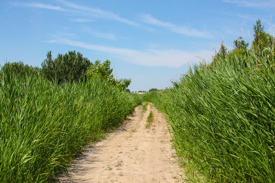 田间小路