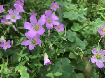 红花酢浆草