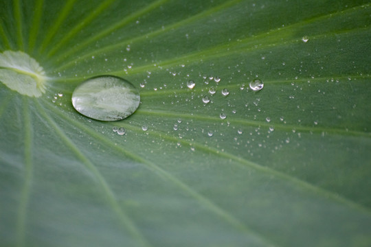 荷叶雨露