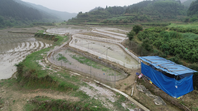 青蛙养殖基地