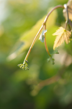 野花