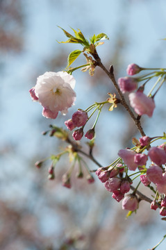 樱花