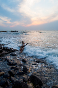 枯树在海水中