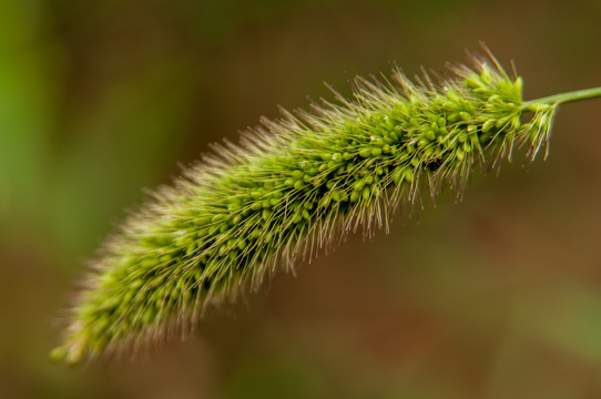 狗尾巴草