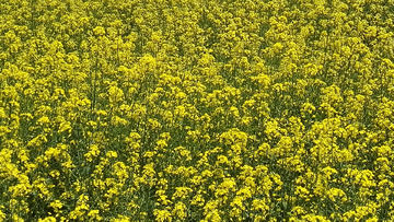 高原油菜花