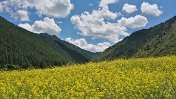 高原油菜花