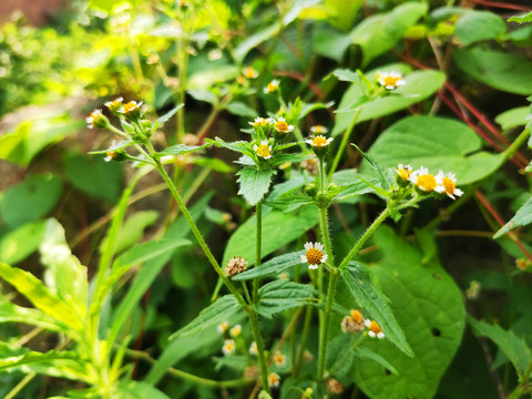 牛膝菊