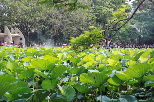 荷塘风景