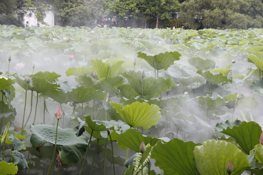 雾境荷花