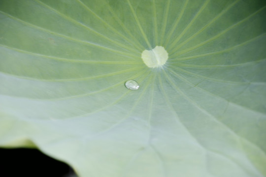 荷叶上的水珠