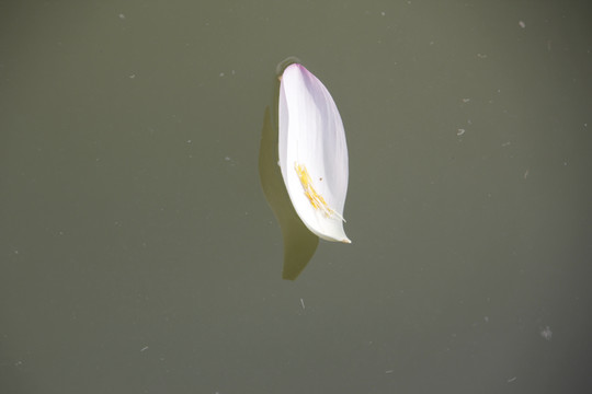 水面上的荷花花瓣