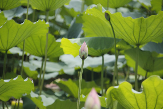 荷花花蕾