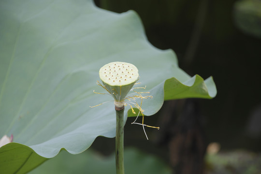 莲蓬