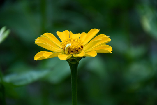 百日菊