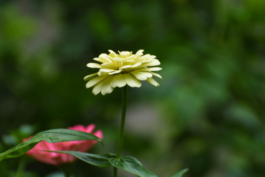 百日菊