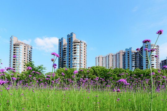 马鞭草与城市建筑风光