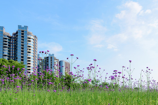 马鞭草与城市建筑风光