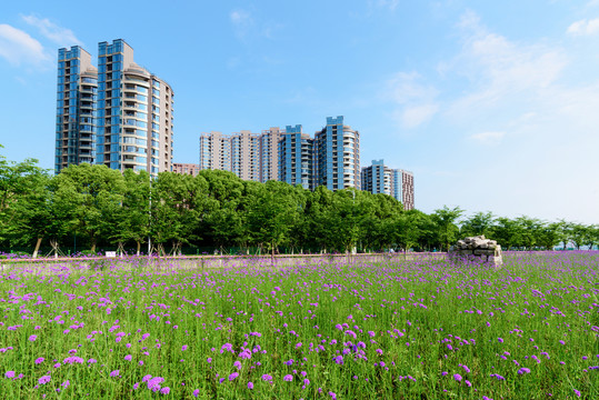 马鞭草与城市高楼风光