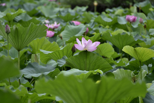 荷花池