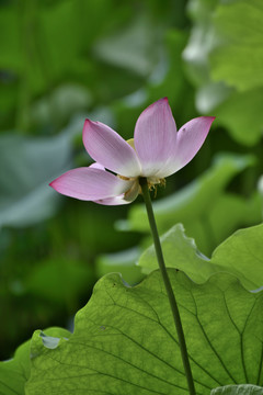 荷花特写