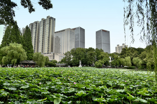 合肥包河景色