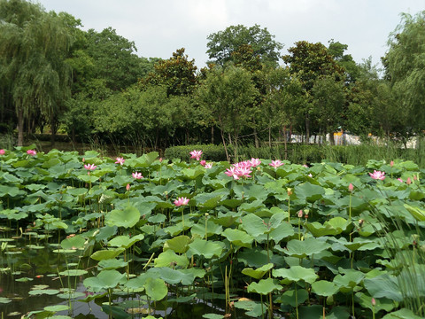 荷花池