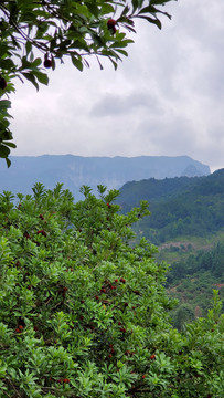 神仙居东魁杨梅