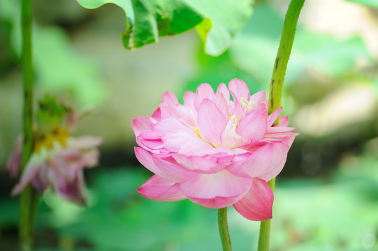 出水芙蓉