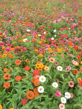 百日菊花海