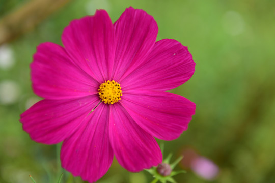 花海花瓣